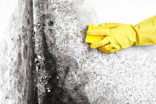 Professional Mold Remediation in Chinle, AZ