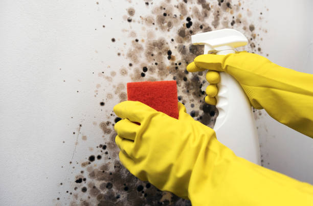 Best Crawl Space Mold Remediation in Chinle, AZ