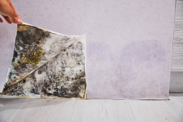 Best Industrial Mold Remediation in Chinle, AZ